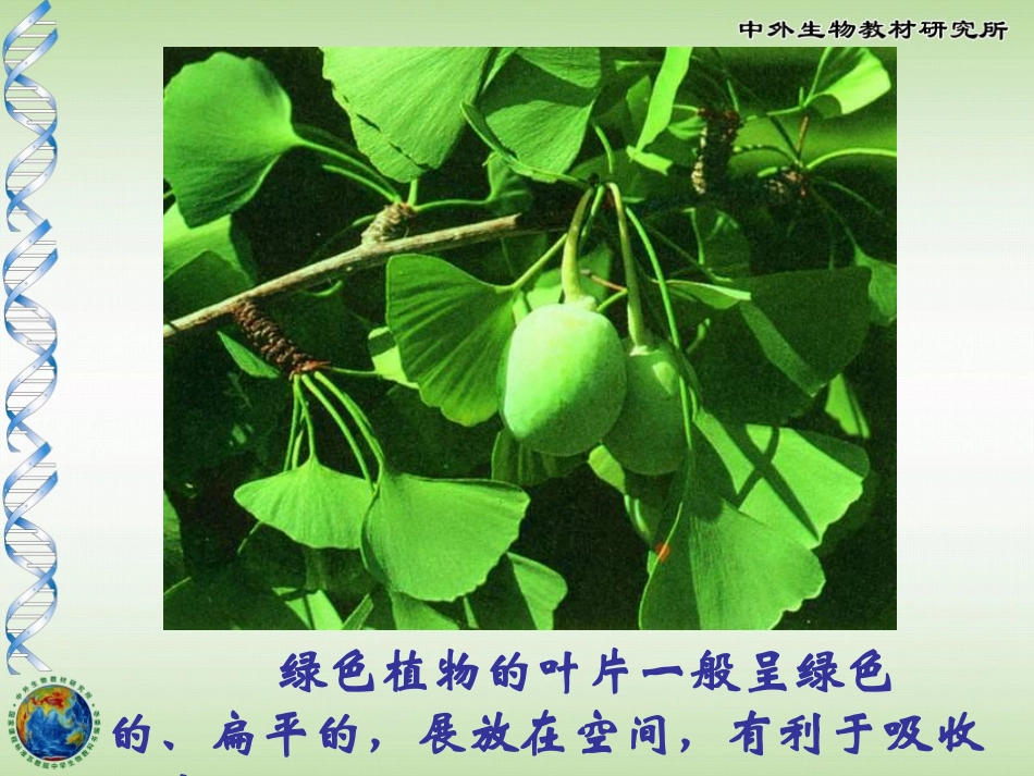 《植物光合作用的场所》PPT课件[苏教版七年级生物上册]_第2页