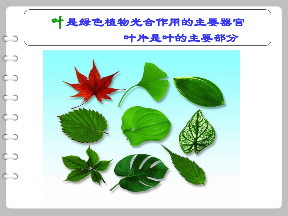 《植物光合作用的场所》PPT课件[苏教版七年级生物上册]_第3页