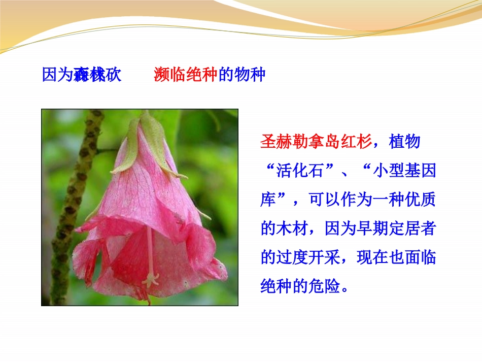 《绿化,我们共同的行动》PPT课件[苏教版七年级生物上册]_第3页