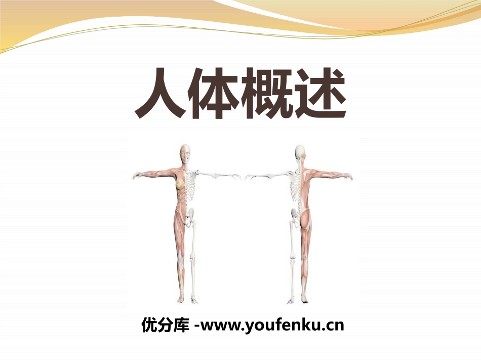《人体概述》PPT课件[苏教版七年级生物下册]_第1页
