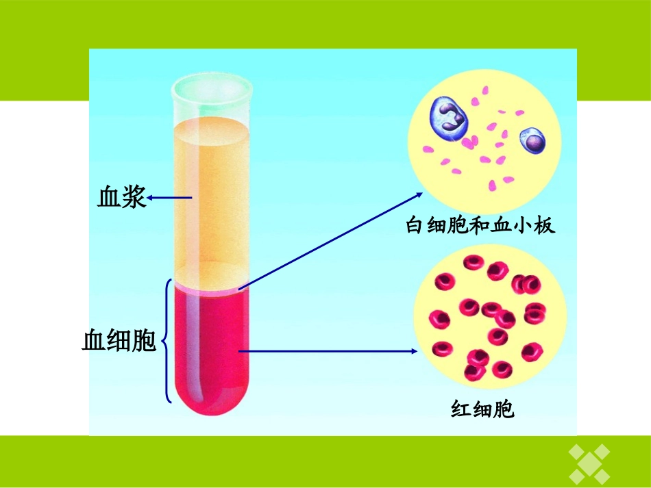 《血液和血型》PPT课件[苏教版七年级生物下册]_第3页