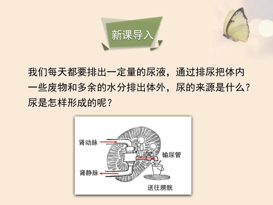 《人体废物的排出》PPT课件[苏教版七年级生物下册]_第3页