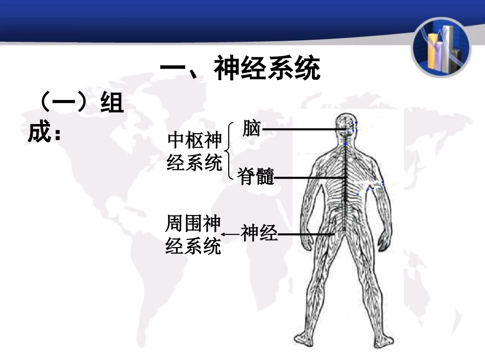 《人体的神经调节》PPT课件[苏教版七年级生物下册]_第1页
