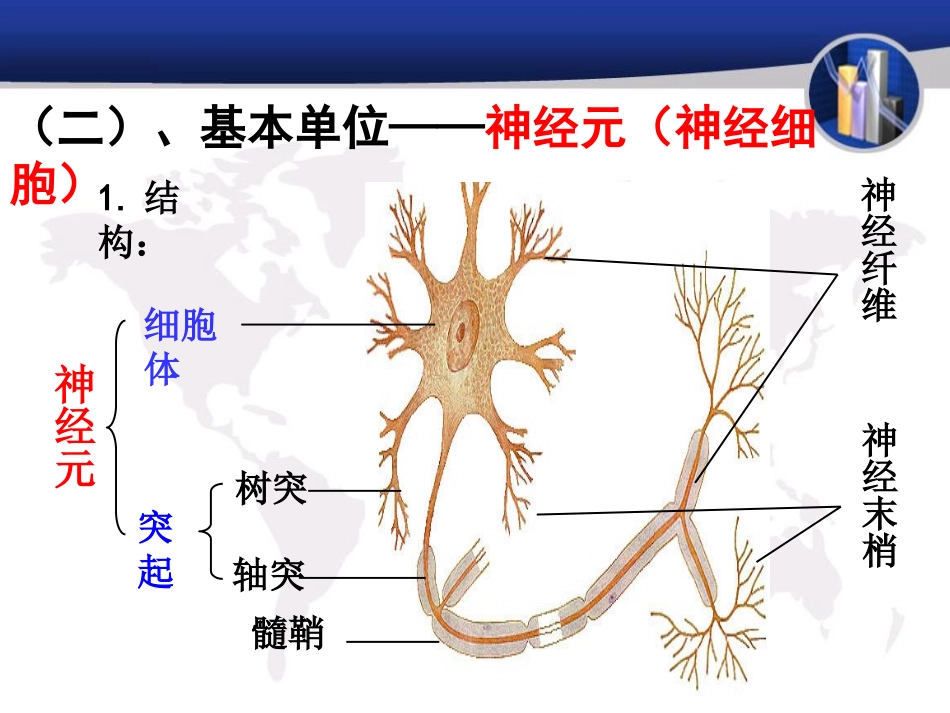 《人体的神经调节》PPT课件[苏教版七年级生物下册]_第2页