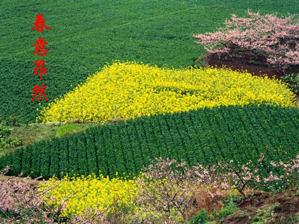 《五彩缤纷的植物世界》PPT课件[苏教版八年级生物上册]_第3页