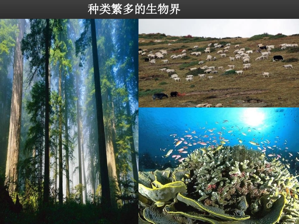 《生命的诞生》PPT课件[苏教版八年级生物上册]_第2页