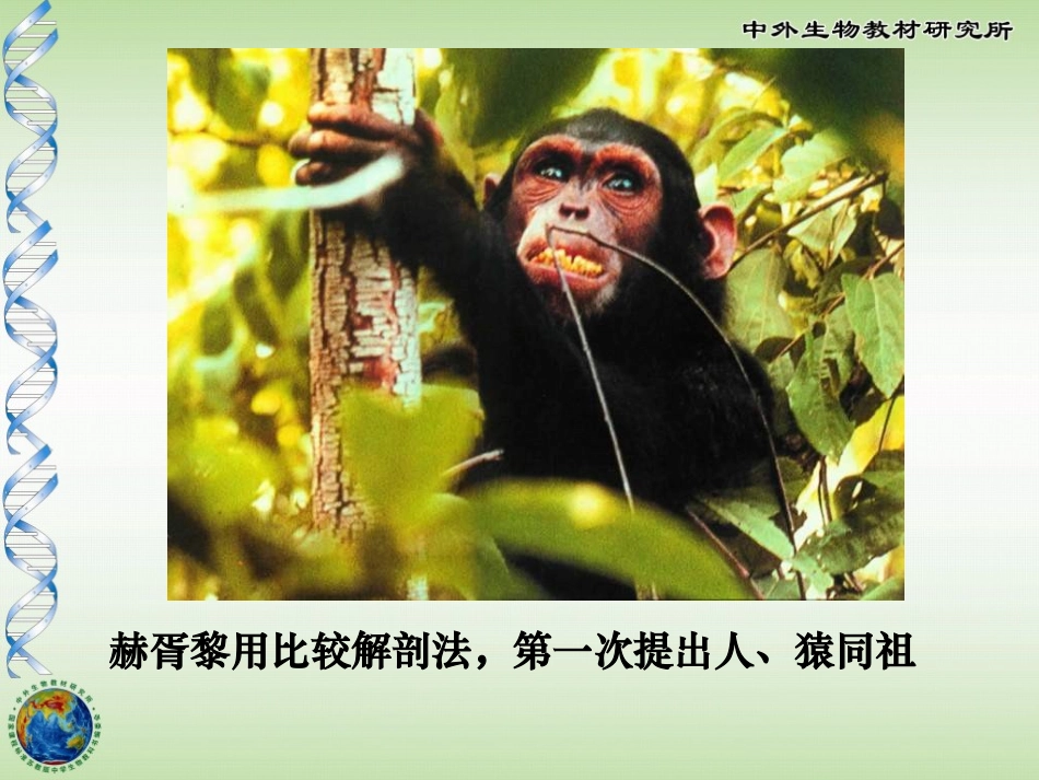《人类的起源和进化》PPT课件[苏教版八年级生物上册]_第3页