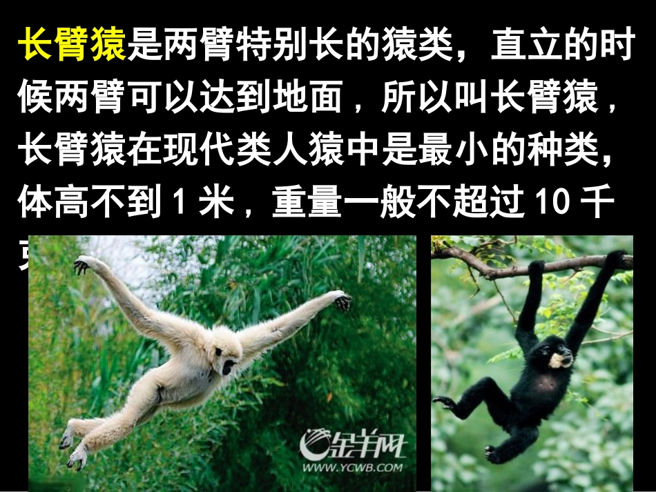 《人类的起源和进化》PPT教学课件[苏教版八年级生物上册]_第3页