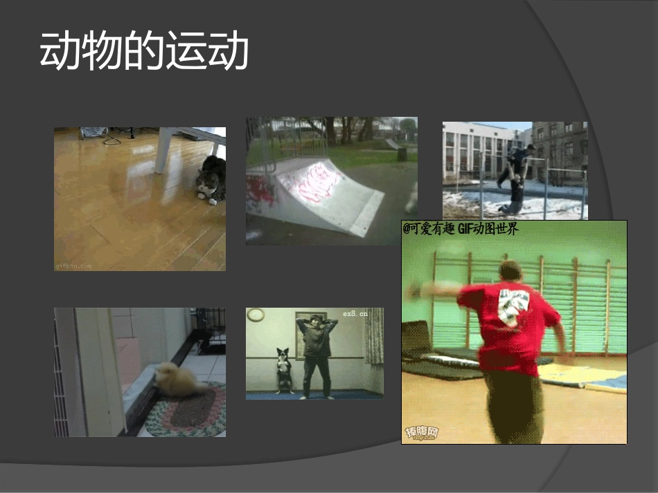 《动物的运动形式和能量供应》PPT课件[苏教版八年级生物]_第3页