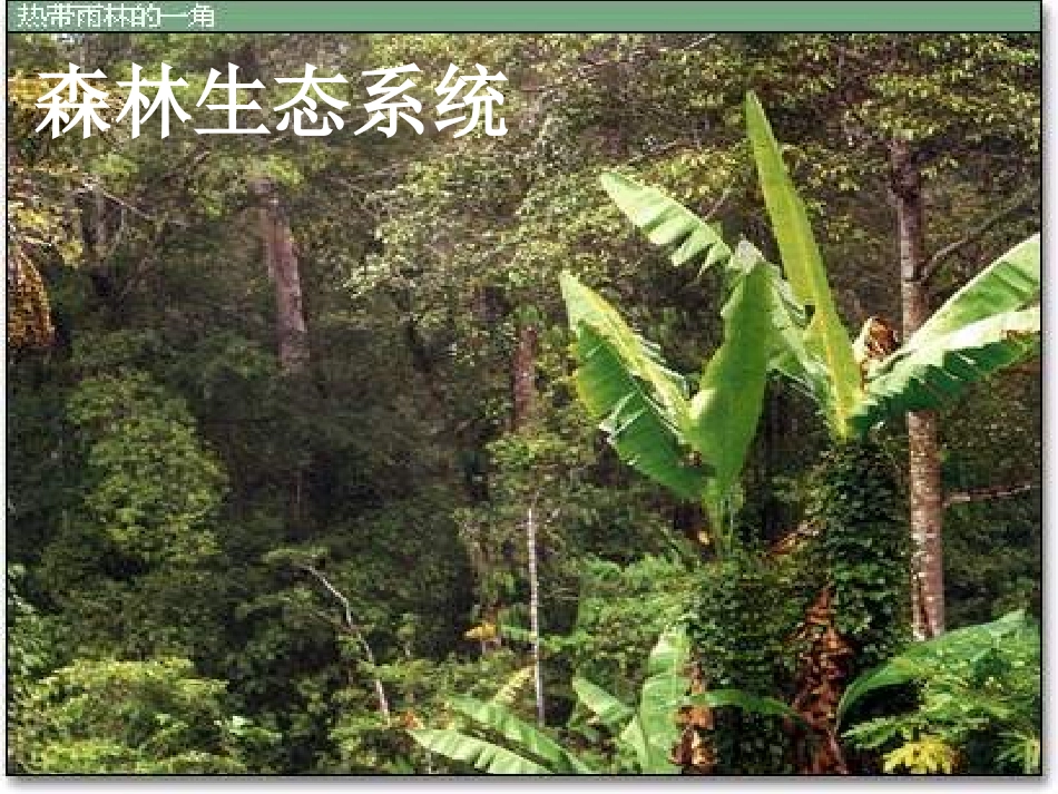 《生态系统的组成》PPT课件[苏教版八年级生物上册]_第3页
