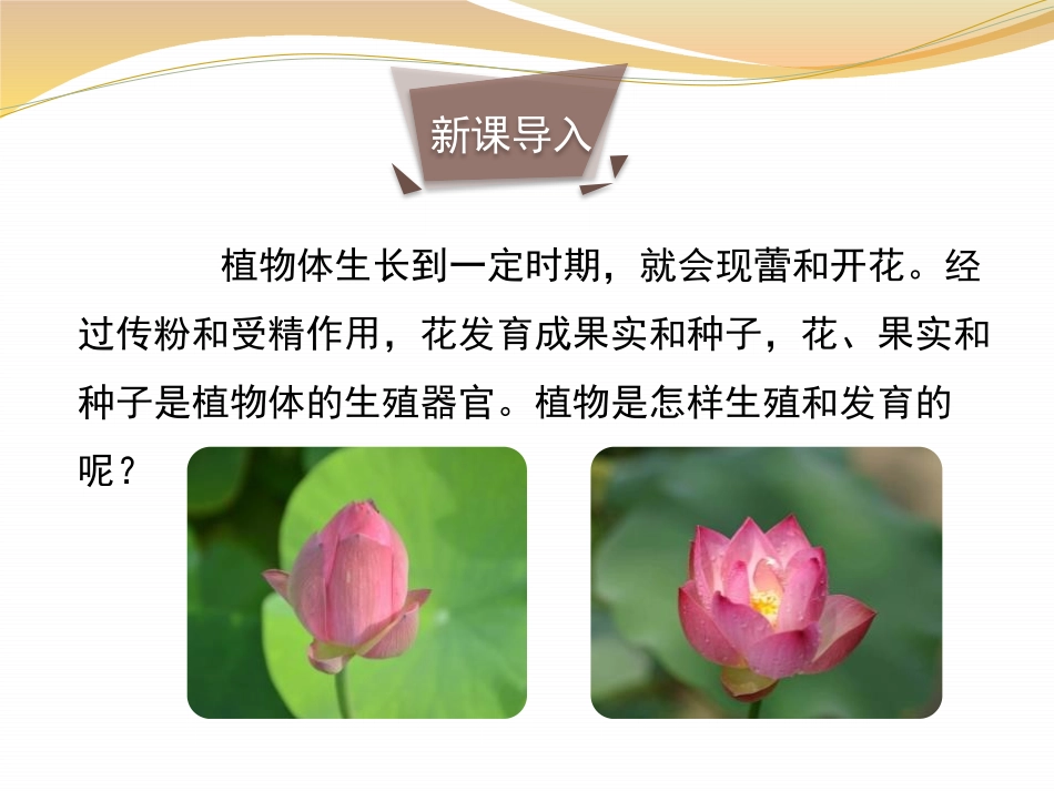 《植物的有性生殖》PPT课件[苏教版八年级生物下册]_第2页