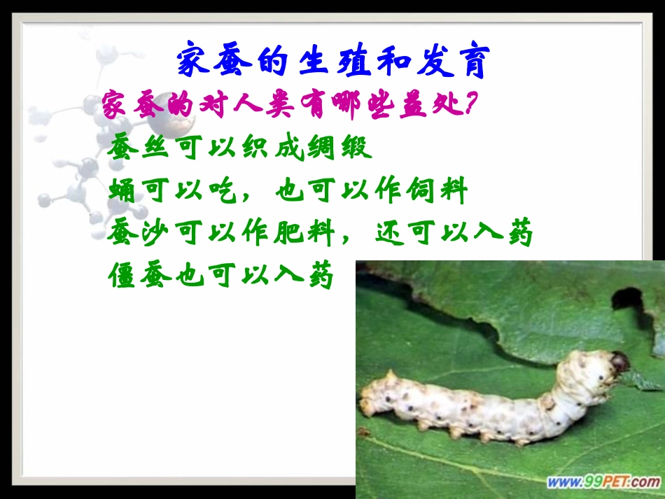 《昆虫的生殖与发育》PPT课件[苏教版八年级生物下册]_第3页