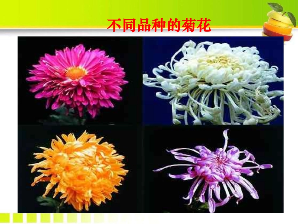 《生物的变异》PPT课件[苏教版八年级生物下册]_第3页
