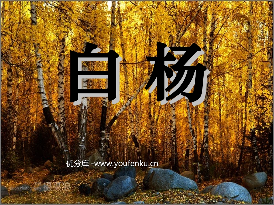《白杨》PPT课件[部编版五年级语文下册]_第1页
