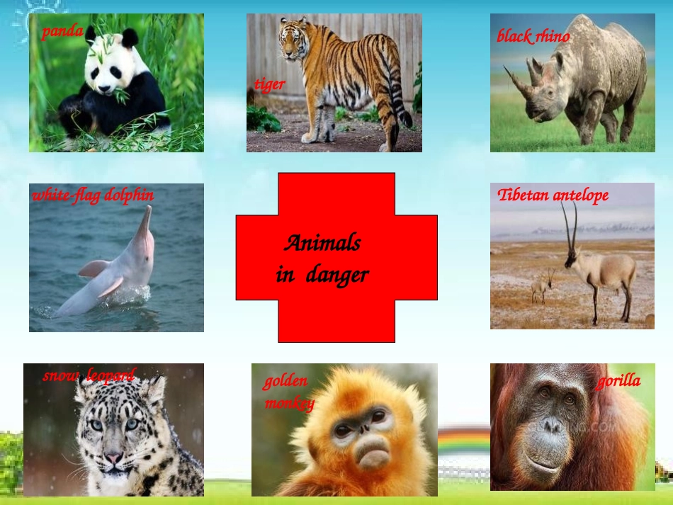 《Animals in danger》PPT课件_第2页