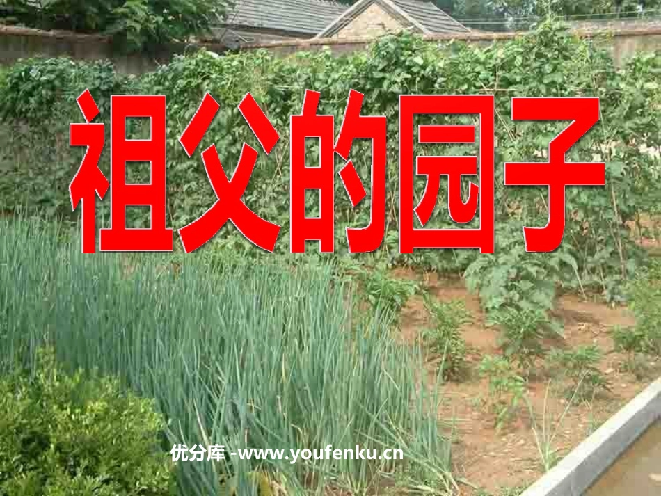 《祖父的园子》PPT课件[部编版五年级语文下册]_第1页