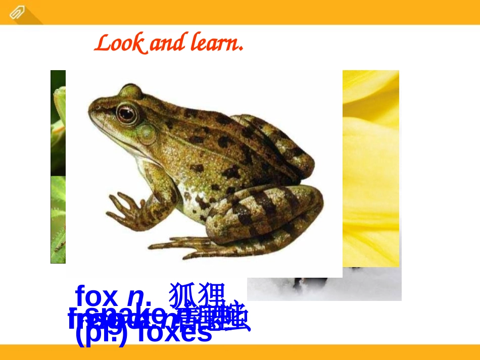 《Which do you like betterplants or animals?》SectionB PPT课件_第3页