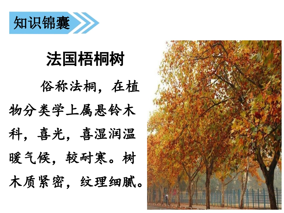 《铺满金色巴掌的水泥道》PPT课件[部编版三年级语文上册]_第3页