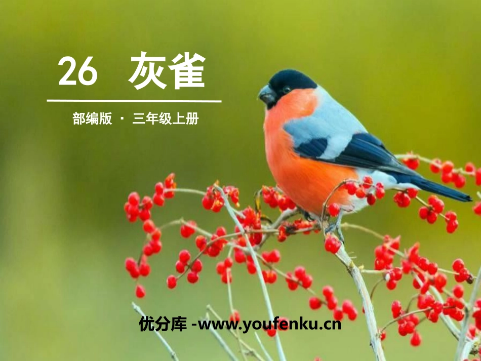 《灰雀》PPT课件[部编版三年级语文上册]_第1页