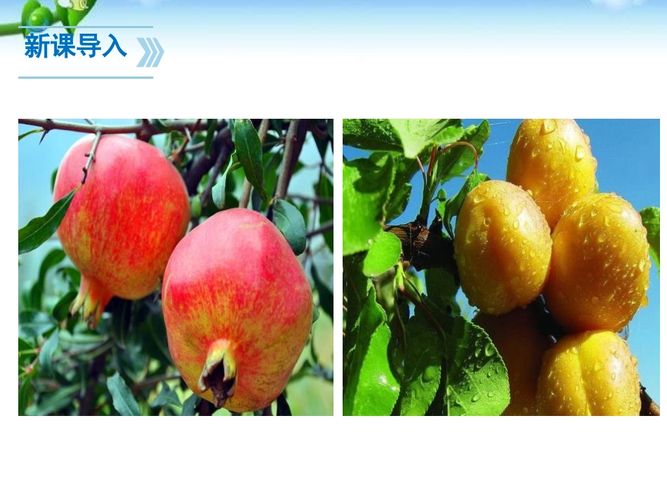 《秋天的怀念》PPT课件[部编版七年级语文上册]_第3页