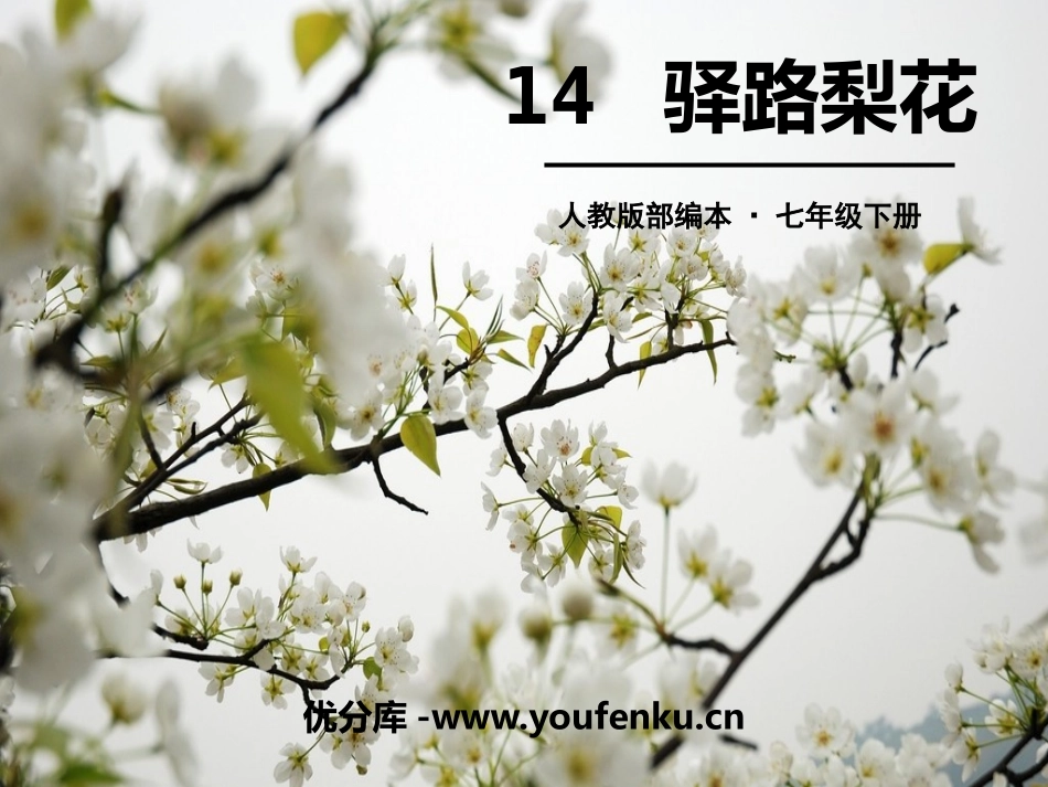 《驿路梨花》PPT课件[部编版七年级语文下册]_第1页