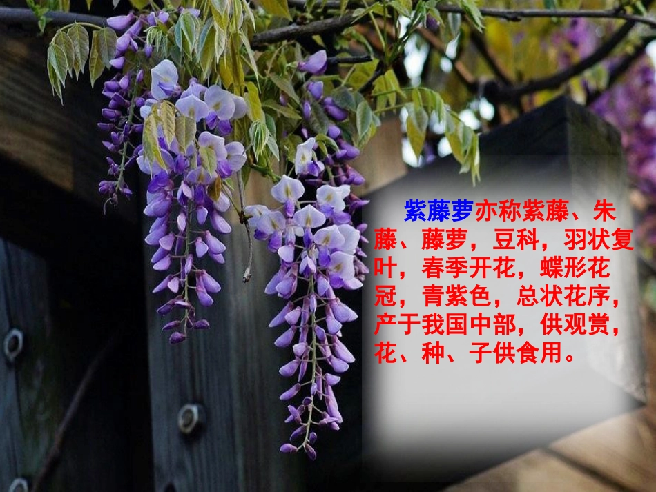 《紫藤萝瀑布》PPT课件[部编版七年级语文下册]_第2页