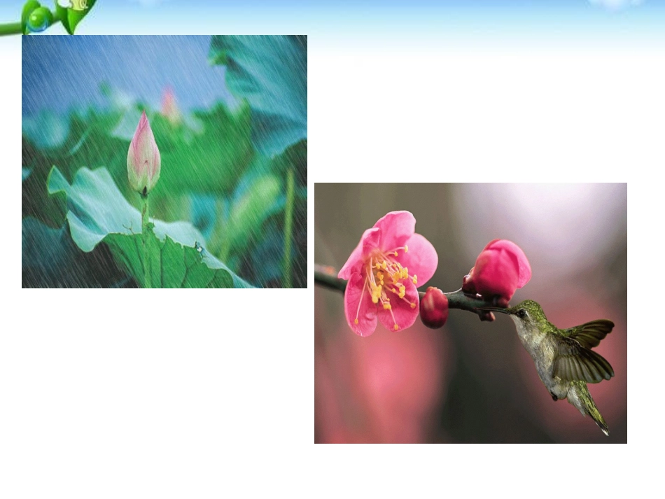 《大自然的语言》PPT课件[部编版八年级语文下册]_第3页
