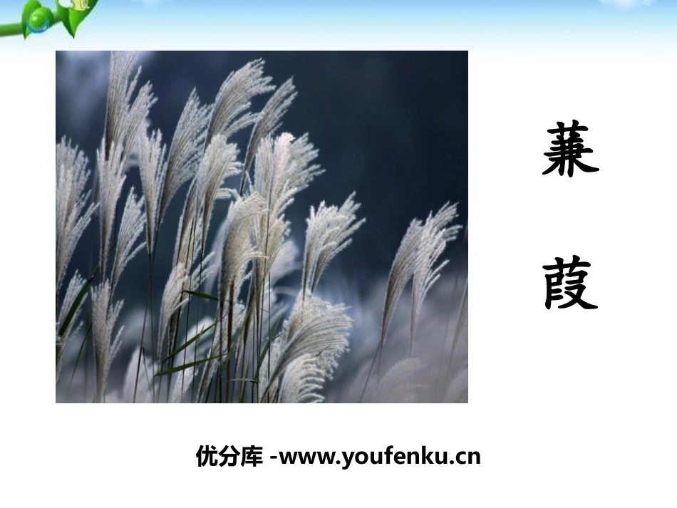 《蒹葭》PPT课件[部编版八年级语文下册]_第1页