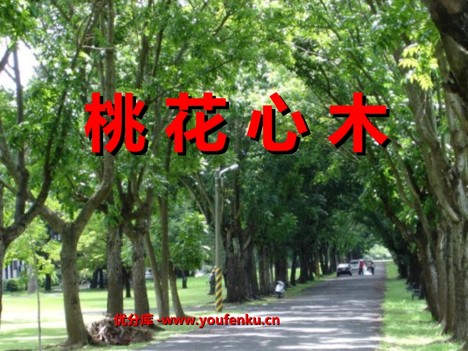 《桃花心木》PPT课件[部编版六年级语文下册]_第1页