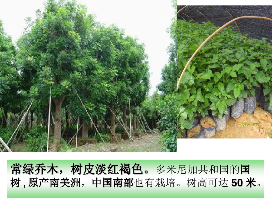 《桃花心木》PPT课件[部编版六年级语文下册]_第3页