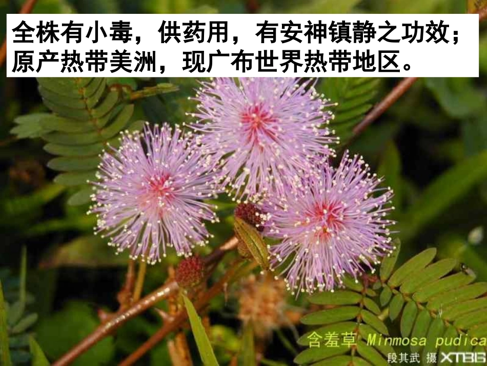 《科学并不神秘》PPT课件[浙教版七年级科学上册]_第3页