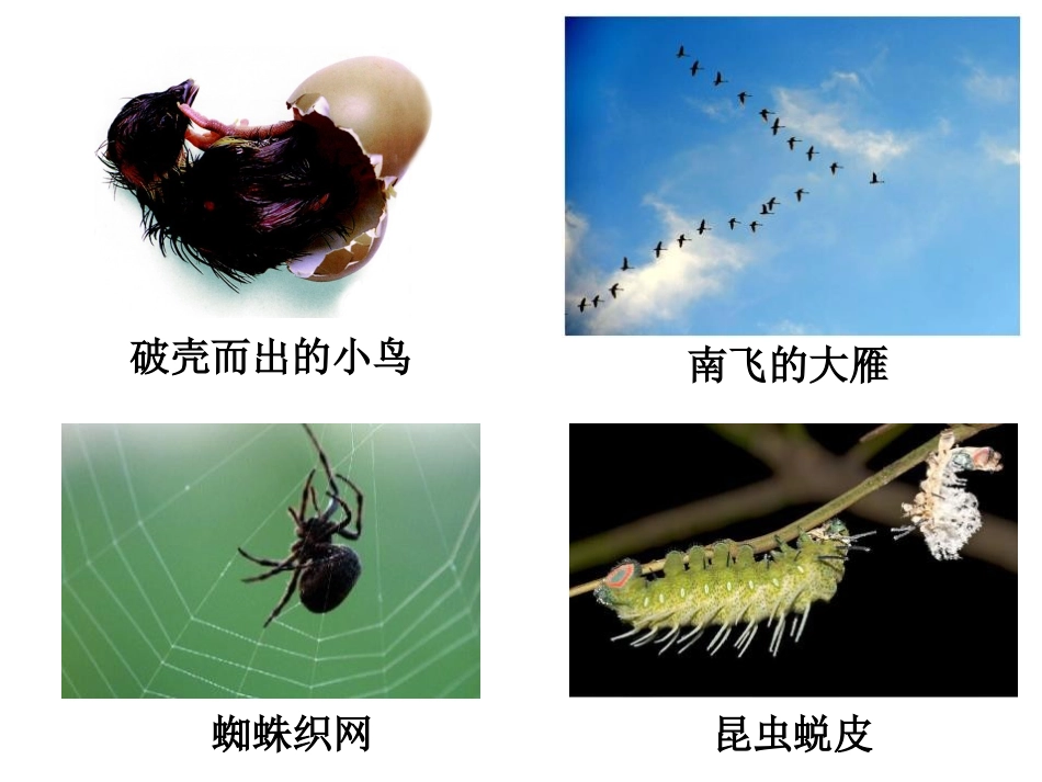 《科学并不神秘》PPT课件[浙教版七年级科学上册]_第3页