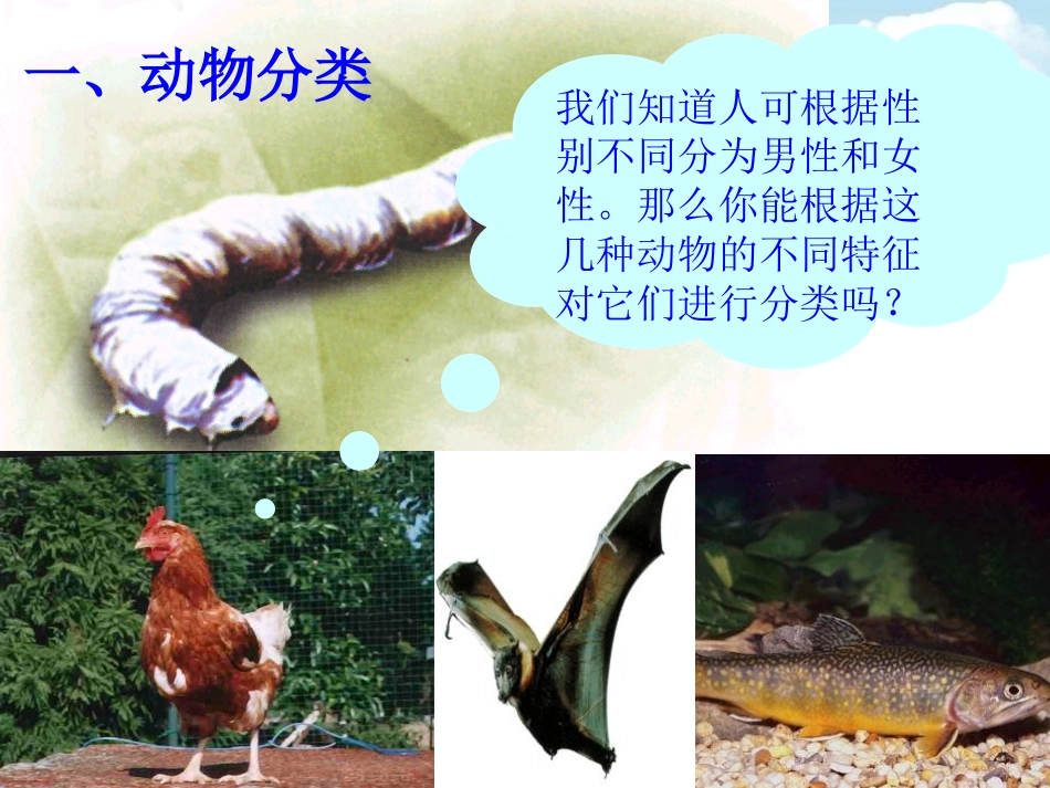 《常见的动物》PPT课件[浙教版七年级科学上册]_第2页