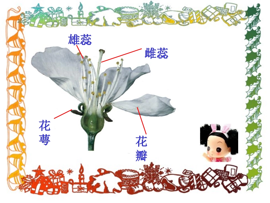 《常见的植物》PPT课件[浙教版七年级科学上册]_第2页