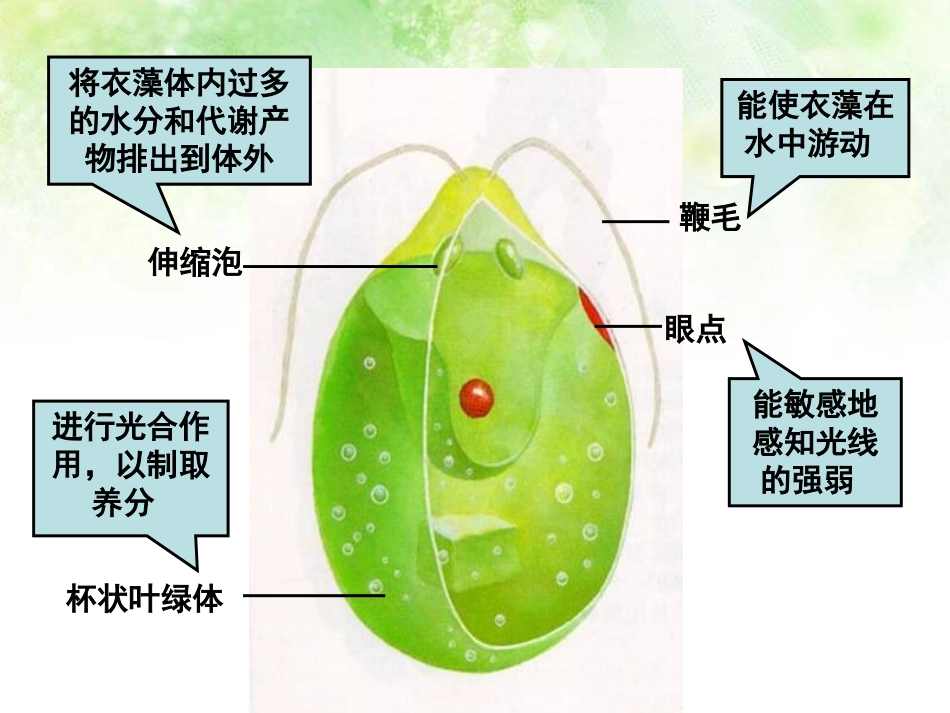 《物种的多样性》PPT课件[浙教版七年级科学上册]_第3页