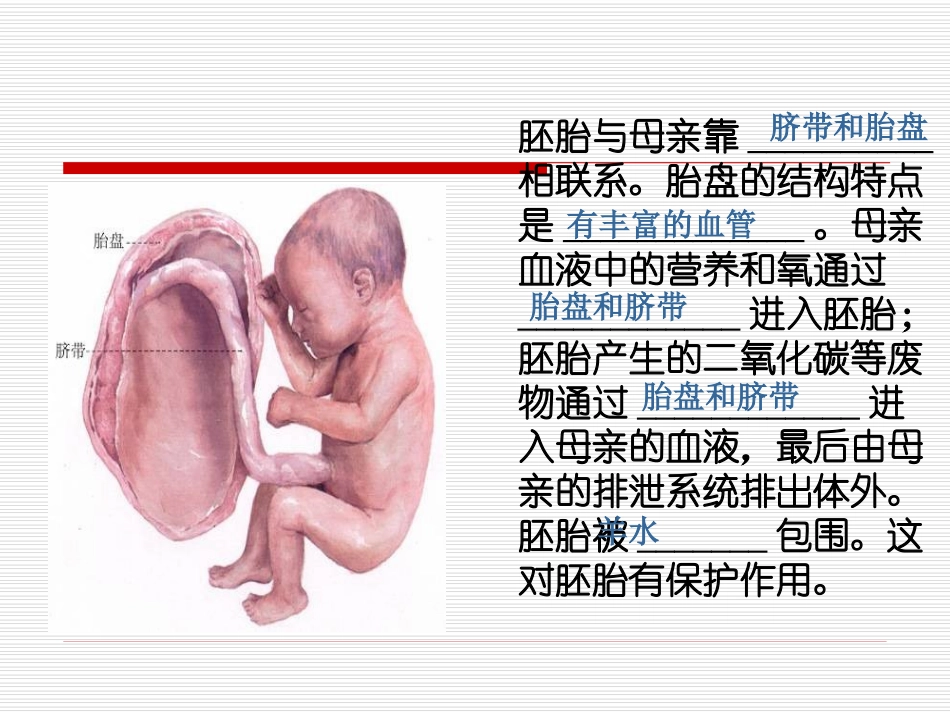 《新生命的诞生》PPT(第二课时)PPT课件[浙教版七年级科学]_第2页