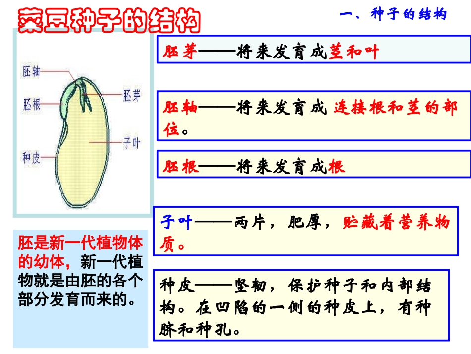 《植物的一生》PPT课件[浙教版七年级科学下册]_第2页