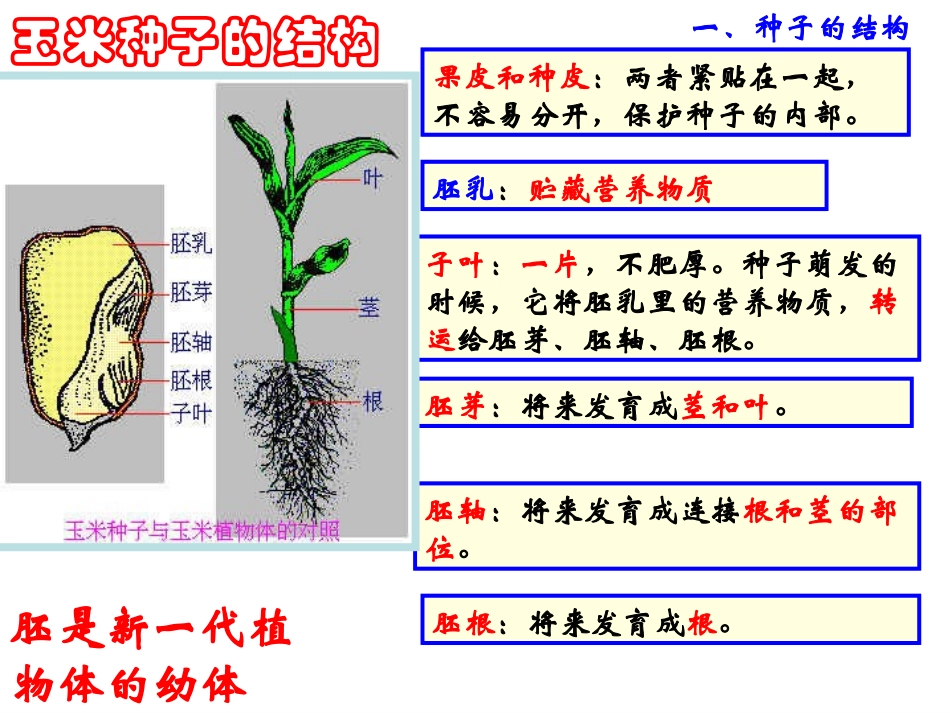 《植物的一生》PPT课件[浙教版七年级科学下册]_第3页