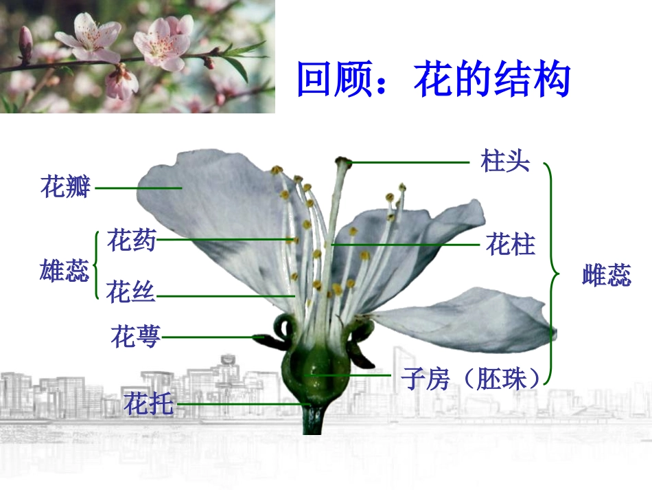 《植物生殖方式的多样性》PPT课件[浙教版七年级科学下册]_第2页