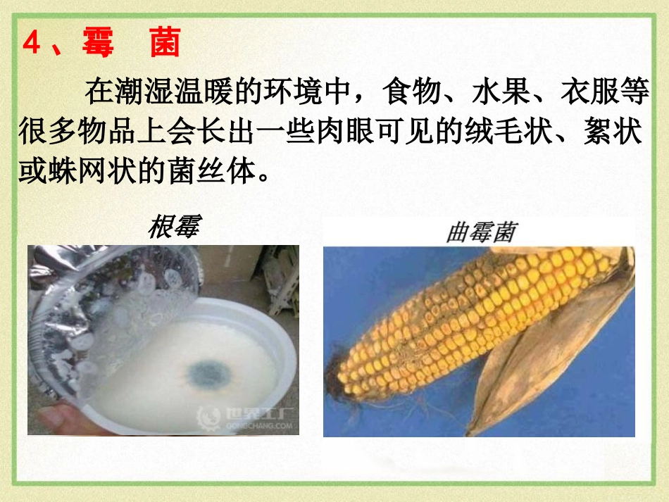 《细菌和真菌的繁殖》PPT课件[浙教版七年级科学下册]_第2页