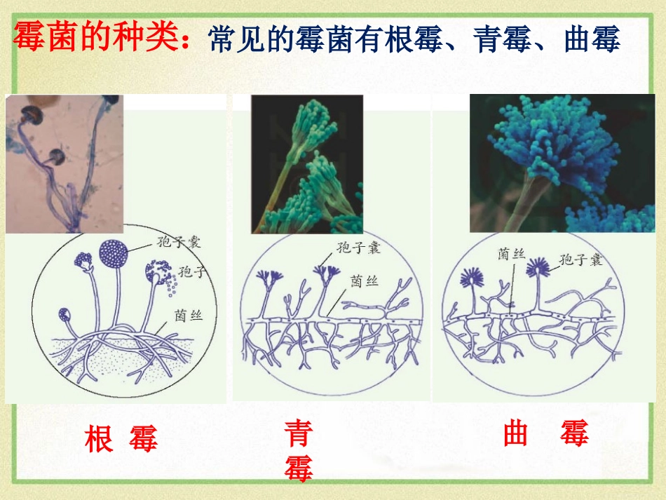 《细菌和真菌的繁殖》PPT课件[浙教版七年级科学下册]_第3页