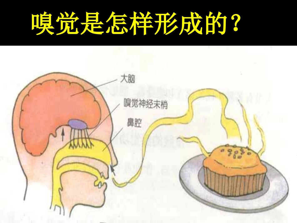 《感觉世界》PPT课件[浙教版七年级科学下册]_第3页
