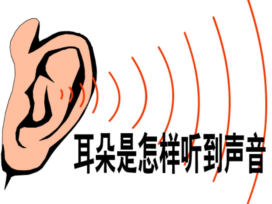 《耳和听觉》PPT课件[浙教版七年级科学下册]_第2页