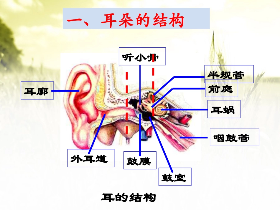 《耳和听觉》PPT课件[浙教版七年级科学下册]_第3页