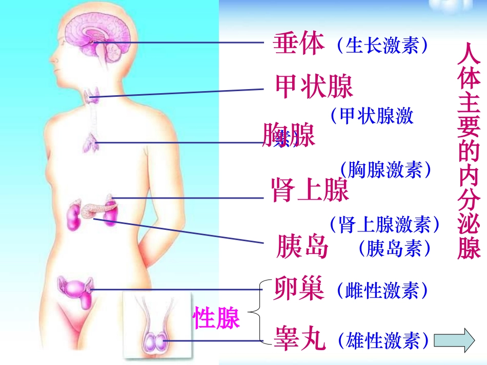 《人体的激素调节》PPT课件[浙教版八年级科学上册]_第2页