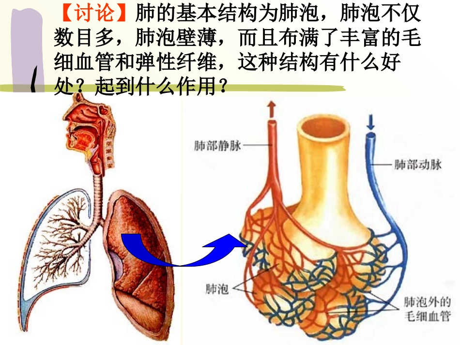 《生物的呼吸和呼吸作用》PPT课件[浙教版八年级科学下册]_第3页