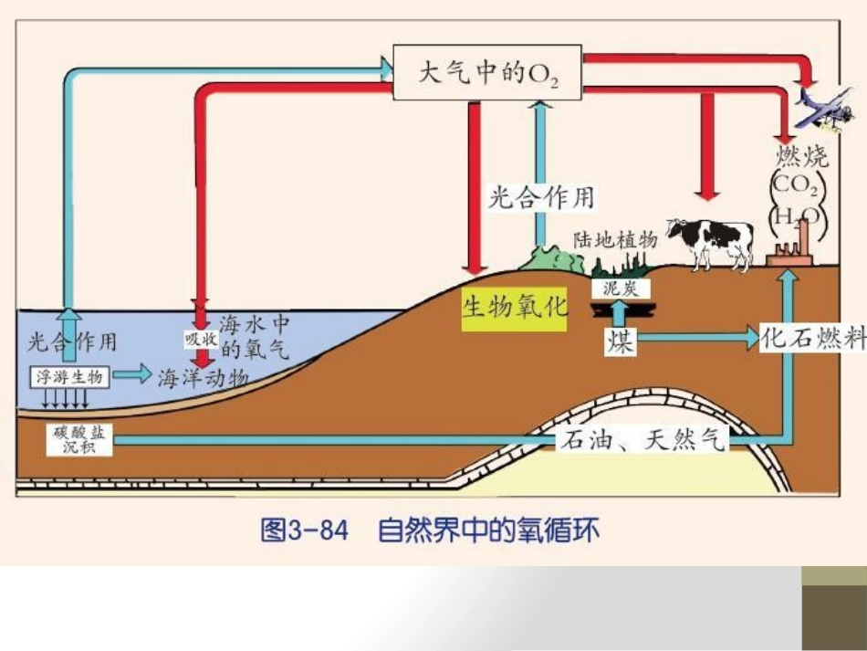 《自然界中的氧循环和碳循环》PPT课件[浙教版八年级科学]_第3页