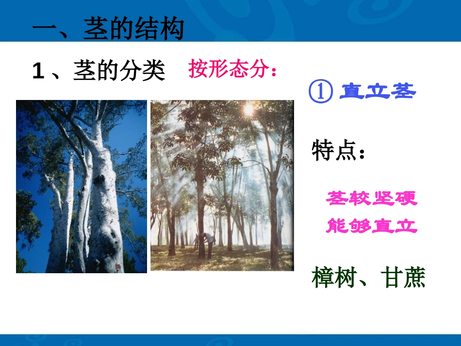 《植物的茎与物质运输》PPT课件[浙教版八年级科学下册]_第3页
