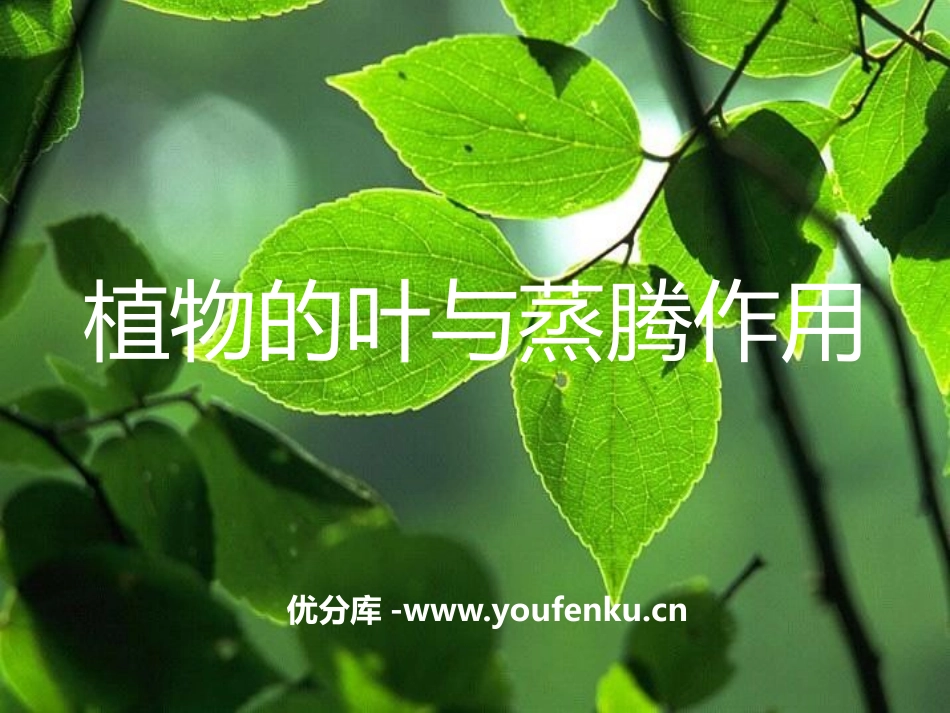《植物的叶与蒸腾作用》PPT课件[浙教版八年级科学下册]_第1页