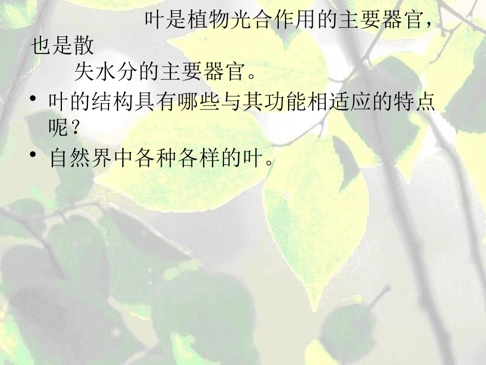 《植物的叶与蒸腾作用》PPT课件[浙教版八年级科学下册]_第2页